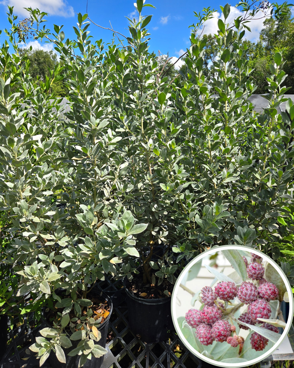 Silver Buttonwood Conocarpus erectus var. sericeus — Florida